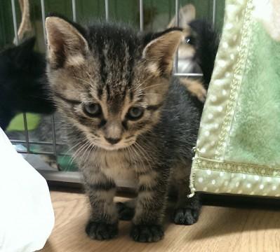 猫]長野県の里親募集 黒っぽいキジトラでしっぽまっすぐ