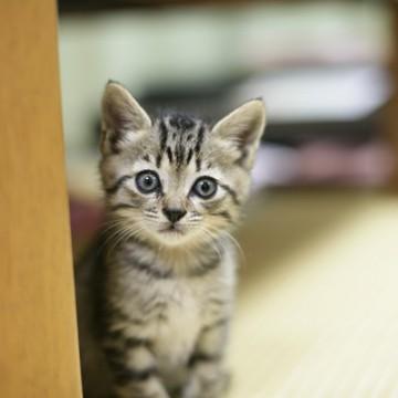 頭にやる気ボタンスイッチあり

