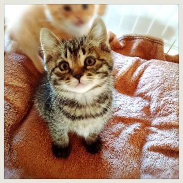 【愛称】紋次郎(もんじろう)
