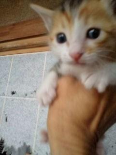 三毛猫です。


又、少し