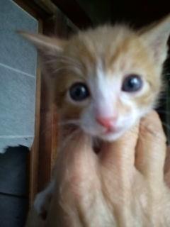 茶トラです。
又、少しですが成