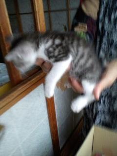 白に黒縞模様です。
又、少し成