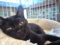 とても人懐こくよく遊びお茶目でか