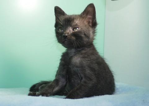 ブラックスモーク♂コン君　尾長