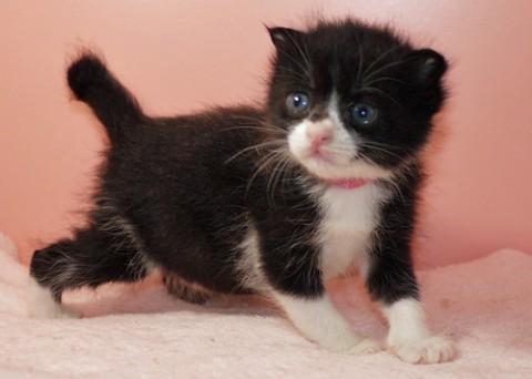 クロシロ♀ピンクちゃん　尾中長