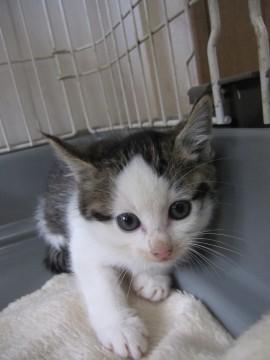 大きなお目目のかわいいきじ白、も