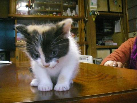三毛猫で尻尾が短めです。
人馴