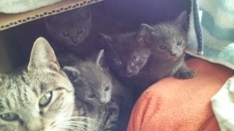 尻尾の短い子がいます。
素人目