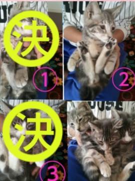 ②の子猫ちゃん：特徴は尻尾が長く