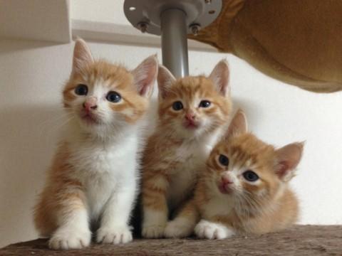 トラ柄×白の雑種です。
三匹と