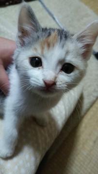 白地が多い三毛猫です。
とても
