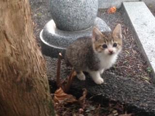 ２匹ともシッポ短めです

多