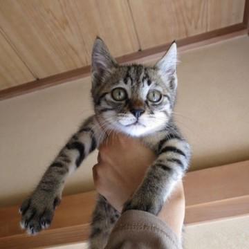 全身キジトラの男の子。
尻尾は