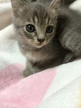 全体がグレーで、うすくしま模様が