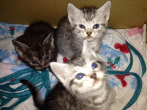 母猫はアメショーです、もう餌も食