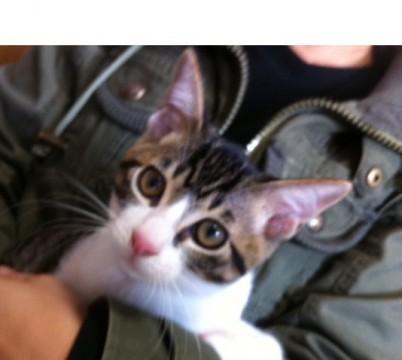 ハンサムなキジ白猫です♪

