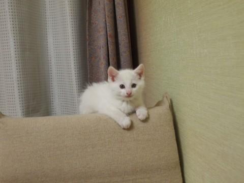 真っ白なオスで尻尾は長く真っ直ぐ