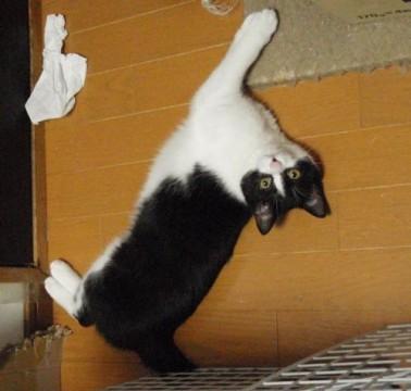 猫大好き！バレリーちゃん