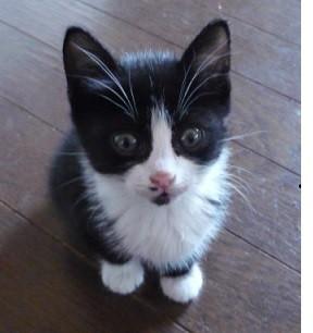 凄く甘えん坊で構ってほしく、すぐ