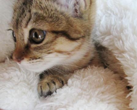 とっても可愛いキジトラちゃんです