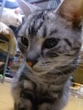 大人しい子です。アメショーと思わ