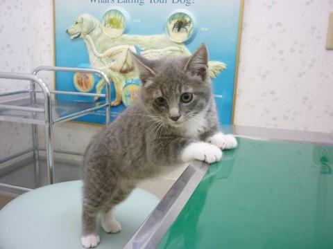 毛色：灰・白
キュートな灰色で