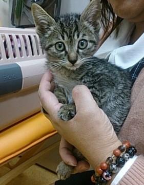 可愛いキジトラ兄弟です。
保護
