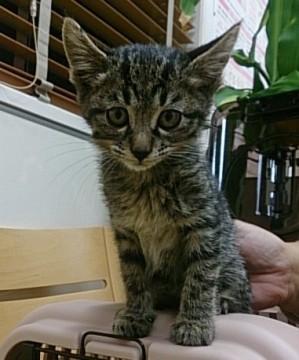 びっくりお目目の可愛いキジトラ兄