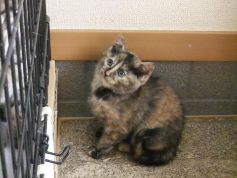 鼻すじが通って見える模様でこじん