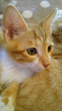 やんちゃで甘えん坊、病院ではちょ