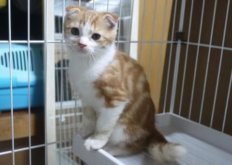 スコテッシュホールド♂茶シロ君　