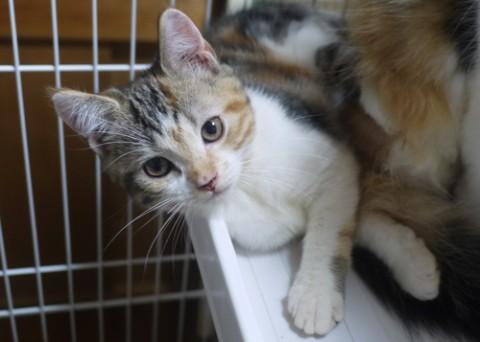 スコテッシュホールド♀三毛　立耳