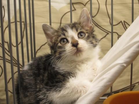 びびりでトイレの影によく隠れてい