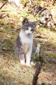 ・元気いっぱい好奇心旺盛の男の子