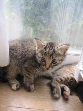 かわいい丸顔のきじ虎しのぶちゃん