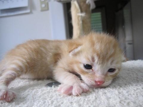 可愛い茶トラ、きんとんくんです。