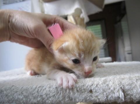 可愛い茶トラ、ぷりんちゃんです。