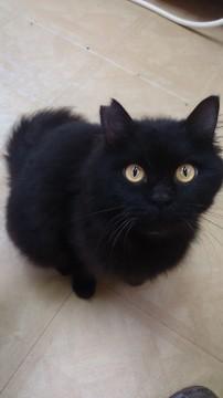 確かな年齢は判りませんが2歳くら