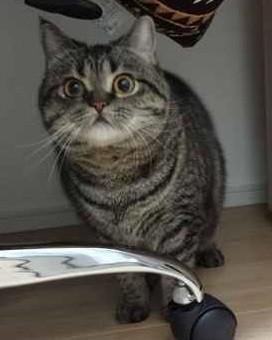 ペットショップから迎え入れた純血