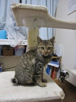 かわいいきじとらの女の子ぴーたん