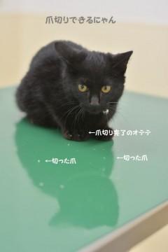 大人しくて、爪も切らせてくれます