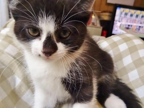 鼻の黒いポイントが特徴的
とて