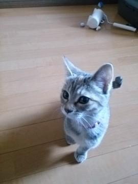 ●猫の種類
キジMIX
仮名