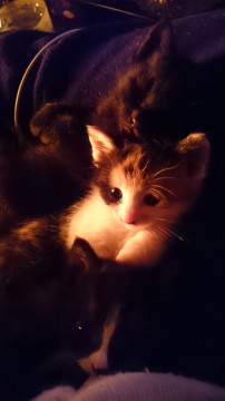 黒猫と三毛猫、黒白のはちわれです