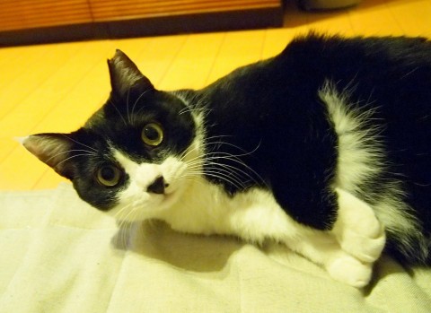 ひょうひょうとしており温厚です。