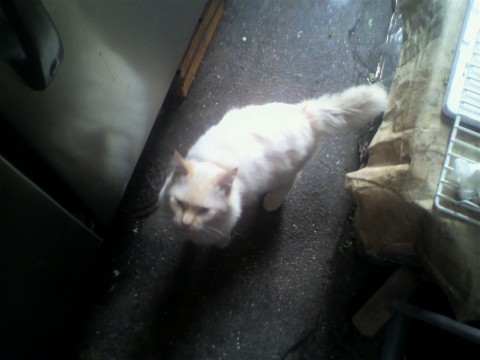 ハッキリとした年齢は分かりません