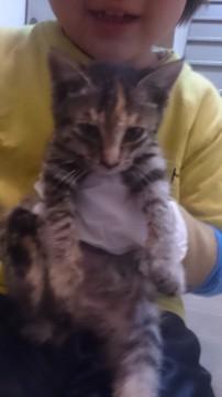 キジトラでシッポは短い鍵しっぽで