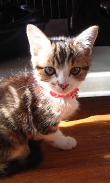 とても可愛く、人懐こい性格です。