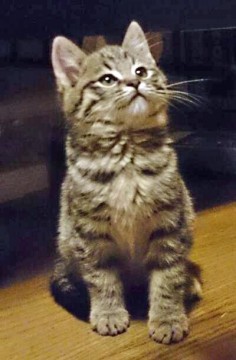 キジトラ柄　尻尾はながくまっすぐ