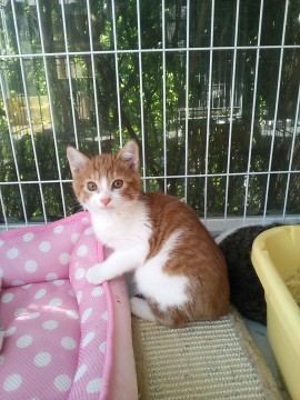 大人の猫さん大好きな子猫